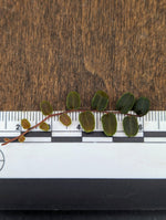 Marcgravia sp. melon [10-leaf cutting]