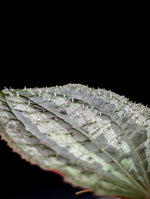Phyllagathis rajah large [non-exact]