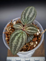 Phyllagathis rajah large [non-exact]