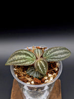Phyllagathis rajah large [non-exact]