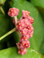 Hoya sp aff burtoniae [cutting]