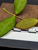 Hoya sp aff burtoniae [cutting]