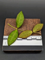 Hoya sp aff burtoniae [cutting]