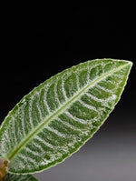 Ardisia sp. sumbar [non-exact]