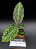 Ardisia sp. sumbar [non-exact]