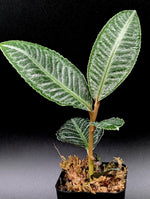 Ardisia sp. sumbar [non-exact]