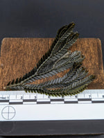 Selaginella bronze intermedia [cutting]