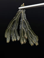 Selaginella bronze intermedia [cutting]