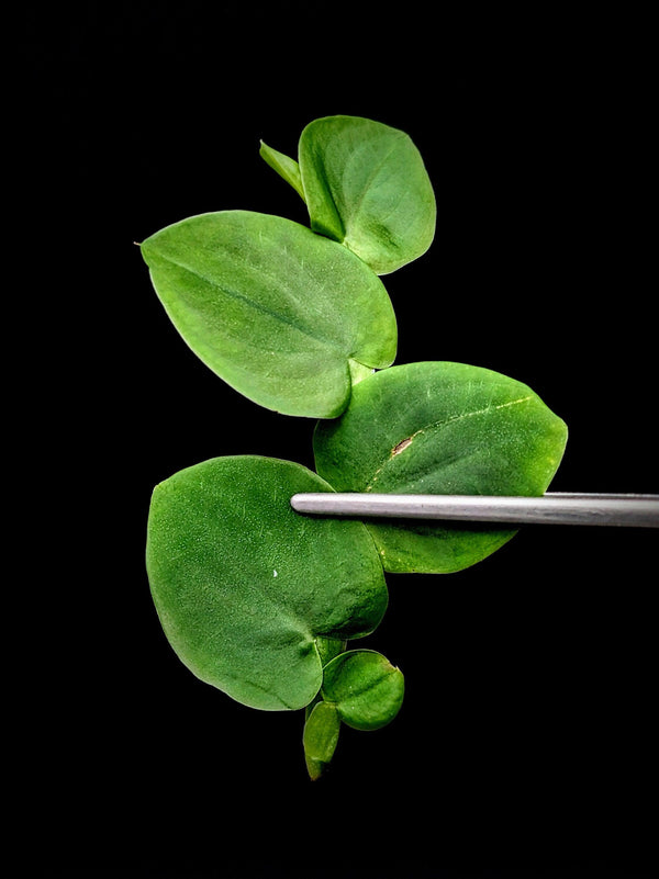 Rhaphidophora latevaginata [cutting]