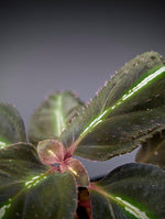 Sonerila velvet large [non-exact]