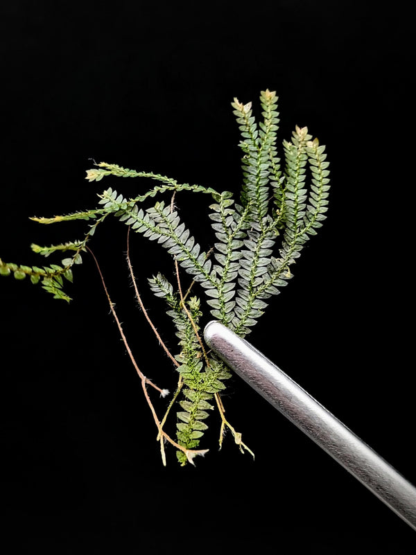 Selaginella sp. red uncinata [cutting]