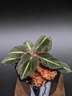 Sonerila velvet large [non-exact]