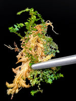 Selaginella sp. red uncinata [cutting]