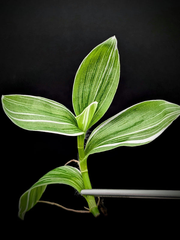 Tradescantia fluminensis cv pinstripe [cutting]