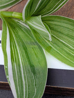 Tradescantia fluminensis cv pinstripe [cutting]