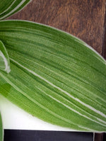 Tradescantia fluminensis cv pinstripe [cutting]