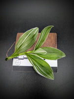 Tradescantia fluminensis cv pinstripe [cutting]