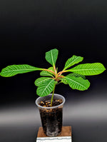Euphorbia leuconeura, Madagascar Jewel