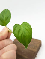 Philodendron sp. Peru [cutting]