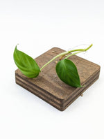 Philodendron sp. Peru [cutting]