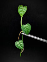Epipremnum sp. (Mt. Salak locality, Indonesia) [cutting]