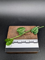 Epipremnum sp. (Mt. Salak locality, Indonesia) [cutting]