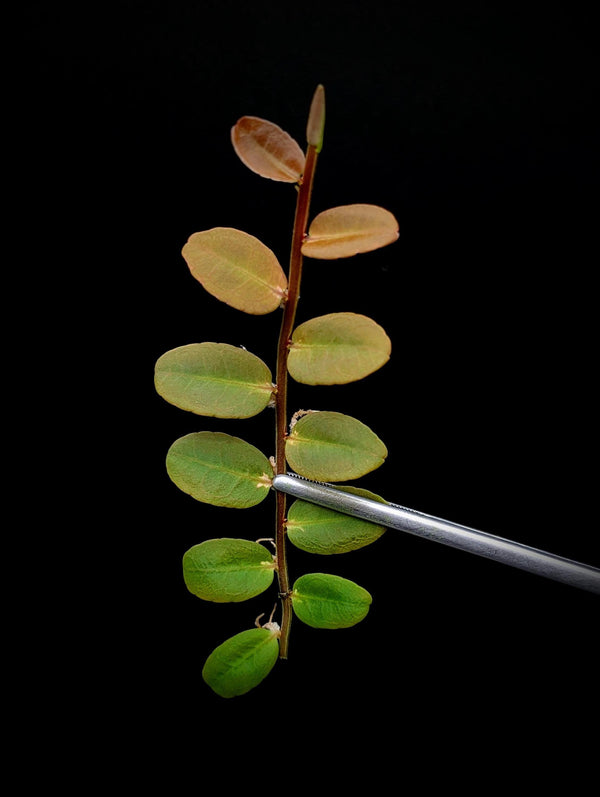 Marcgravia aff coriacea [10-leaf cutting] (coriacae)