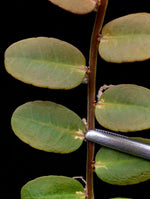 Marcgravia aff coriacea [10-leaf cutting] (coriacae)