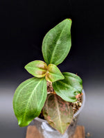 Pachycentria cf. constricta [non-exact]