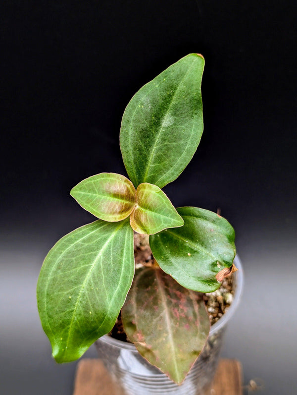 Pachycentria cf. constricta [non-exact]