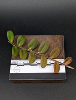 Marcgravia aff coriacea [10-leaf cutting] (coriacae)