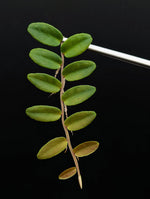 Marcgravia aff coriacea [10-leaf cutting] (coriacae)