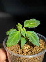 Sonerila sp. holographica [non-exact]