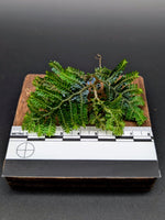 Selaginella sp. borneo blue [cutting]