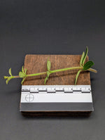 Peperomia sp. (Lost tag) [cutting]