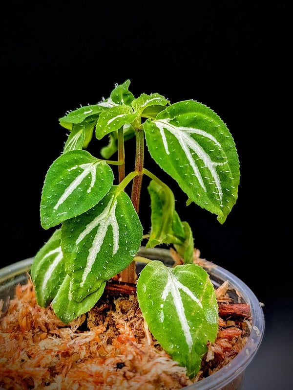 Sonerila cf pulchella [non-exact]