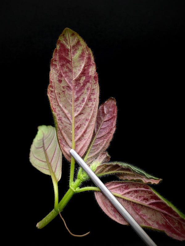 Columnea spathulata [cutting]