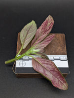 Columnea spathulata [cutting]