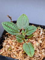 Boyania colombiana [non-exact]