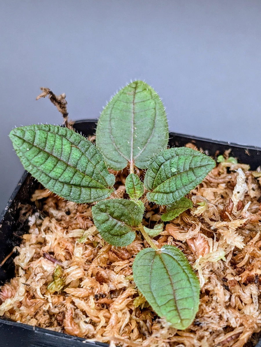 Boyania colombiana [non-exact]