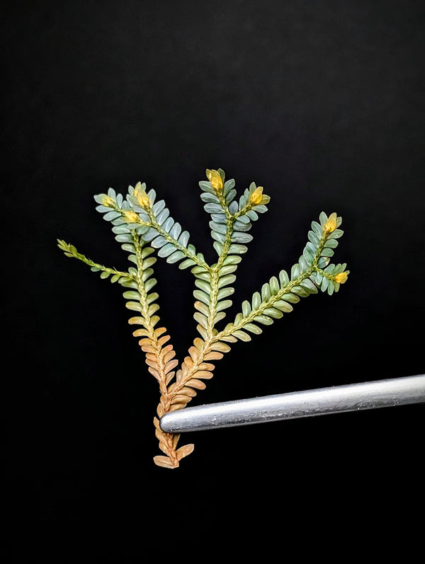 Selaginella sp. Indonesia dark [cutting]