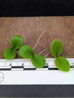 Micrechites serpyllifolius round [cutting]