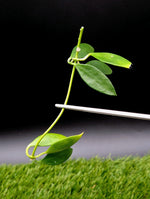 Dischidia cf. acuminata [cutting]