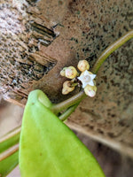 Dischidia cf. acuminata [cutting]