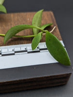 Dischidia cf. acuminata [cutting]