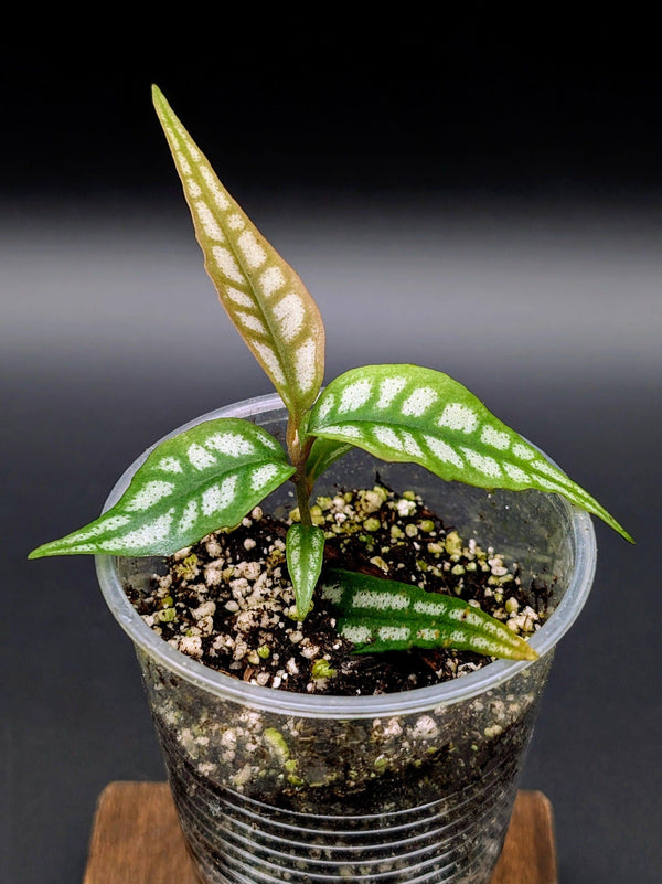 Labisia sp. Papua [non-exact]