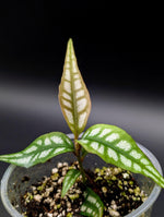 Labisia sp. Papua [non-exact]
