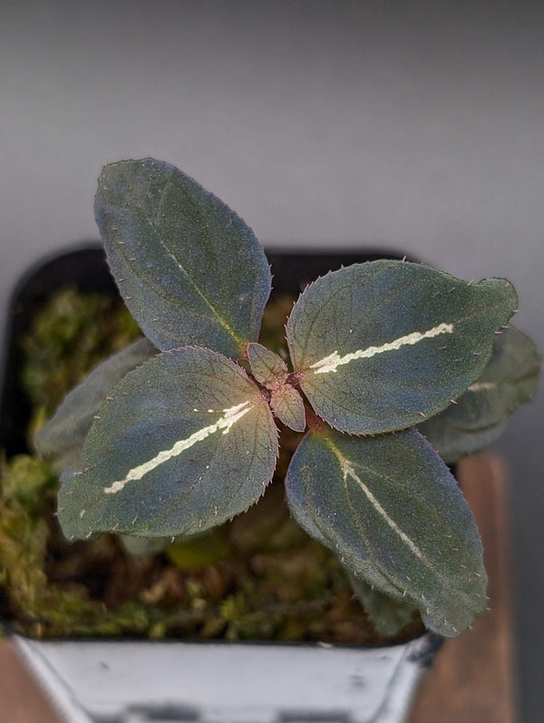 Sonerila sp. northern lights [non-exact]