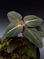 Sonerila sp. northern lights [non-exact]