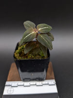 Sonerila sp. northern lights [non-exact]